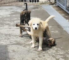 MIRACOLA, Hund, Maremmano-Mix in Italien - Bild 5