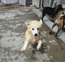 MIRACOLA, Hund, Maremmano-Mix in Italien - Bild 6