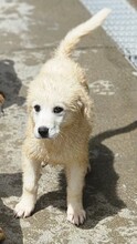 MIRACOLA, Hund, Maremmano-Mix in Italien - Bild 7