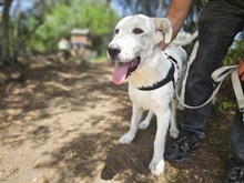 PAOLO, Hund, Maremmano-Mix in Italien - Bild 2