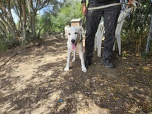 PAOLO, Hund, Maremmano-Mix in Italien - Bild 3