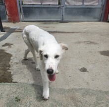 PAOLO, Hund, Maremmano-Mix in Italien - Bild 4