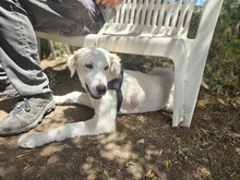 PAOLO, Hund, Maremmano-Mix in Italien - Bild 5