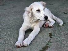 PAOLO, Hund, Maremmano-Mix in Italien - Bild 6