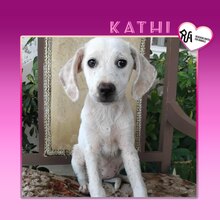 KATHI, Hund, Mischlingshund in Griechenland - Bild 1