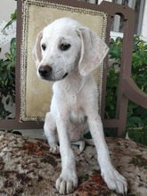 KATHI, Hund, Mischlingshund in Griechenland - Bild 2