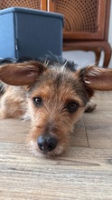 LUCKY, Hund, Mischlingshund in Frechen - Bild 1