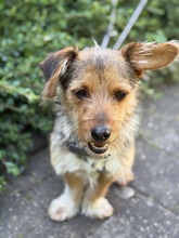 LUCKY, Hund, Mischlingshund in Frechen - Bild 2