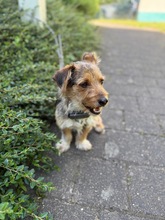 LUCKY, Hund, Mischlingshund in Frechen - Bild 3