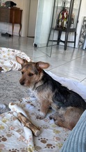LUCKY, Hund, Mischlingshund in Frechen - Bild 4