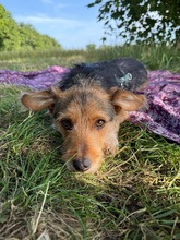 LUCKY, Hund, Mischlingshund in Frechen - Bild 5