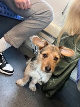 LUCKY, Hund, Mischlingshund in Frechen - Bild 7