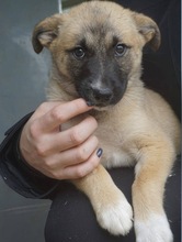 LEIA / LEILA, Hund, Mischlingshund in Grevenbroich - Bild 1