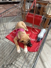 LEIA / LEILA, Hund, Mischlingshund in Grevenbroich - Bild 2