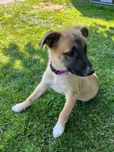 LEIA / LEILA, Hund, Mischlingshund in Grevenbroich - Bild 3