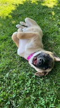 LEIA / LEILA, Hund, Mischlingshund in Grevenbroich - Bild 4