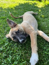 LEIA / LEILA, Hund, Mischlingshund in Grevenbroich - Bild 5