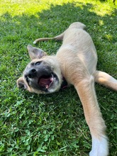 LEIA / LEILA, Hund, Mischlingshund in Grevenbroich - Bild 6
