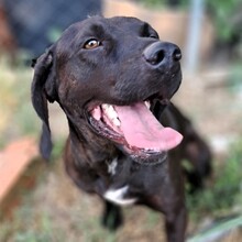 MELI, Hund, Pointer-Bracke-Mix in Griechenland