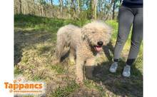 PAULA3, Hund, Mischlingshund in Ungarn - Bild 1