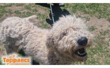 PAULA3, Hund, Mischlingshund in Ungarn - Bild 2