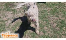 PAULA3, Hund, Mischlingshund in Ungarn - Bild 3
