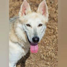 CLARA, Hund, Schäferhund Mischling in Spanien - Bild 1