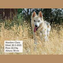 CLARA, Hund, Schäferhund Mischling in Spanien - Bild 2