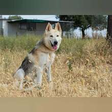 CLARA, Hund, Schäferhund Mischling in Spanien - Bild 3