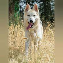 CLARA, Hund, Schäferhund Mischling in Spanien - Bild 4