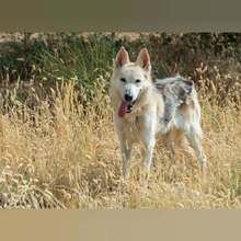 CLARA, Hund, Schäferhund Mischling in Spanien - Bild 5