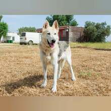 CLARA, Hund, Schäferhund Mischling in Spanien - Bild 6