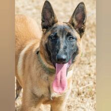 TARA, Hund, Malinois in Spanien - Bild 1