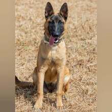 TARA, Hund, Malinois in Spanien - Bild 2