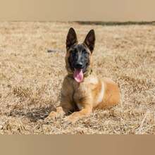 TARA, Hund, Malinois in Spanien - Bild 3