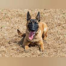 TARA, Hund, Malinois in Spanien - Bild 4