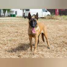TARA, Hund, Malinois in Spanien - Bild 5