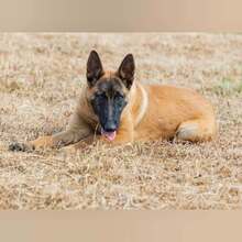 TARA, Hund, Malinois in Spanien - Bild 6