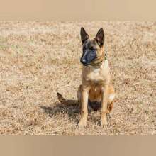 TARA, Hund, Malinois in Spanien - Bild 7