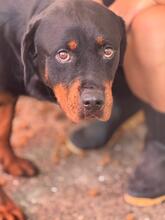 MARISA, Hund, Rottweiler in Spanien - Bild 1