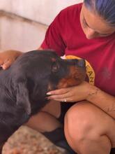 MARISA, Hund, Rottweiler in Spanien - Bild 2