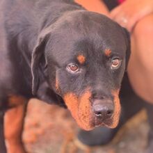 MARISA, Hund, Rottweiler in Spanien - Bild 3