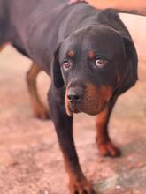 MARISA, Hund, Rottweiler in Spanien - Bild 4