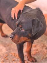 MARISA, Hund, Rottweiler in Spanien - Bild 5