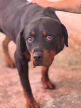 MARISA, Hund, Rottweiler in Spanien - Bild 6