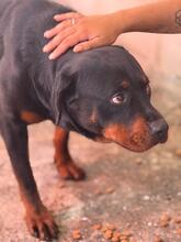 MARISA, Hund, Rottweiler in Spanien - Bild 7
