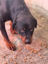 MARISA, Hund, Rottweiler in Spanien - Bild 8