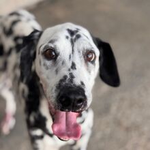DAMA, Hund, Dalmatiner in Spanien - Bild 1