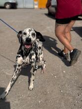 DAMA, Hund, Dalmatiner in Spanien - Bild 2