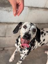 DAMA, Hund, Dalmatiner in Spanien - Bild 3